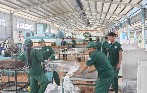 ĐỔI ĐỜI NHỜ CÂY CAO SU (*): ĐẤT LÀNH CHIM ĐẬU